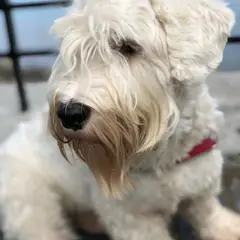 Sealyham Terrier - Photo 8