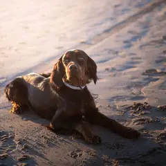 Setter Gordon - Foto 4