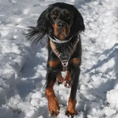 Setter Gordon - Foto 5