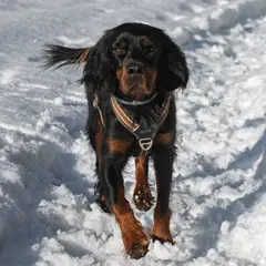 Setter Gordon - Foto 7
