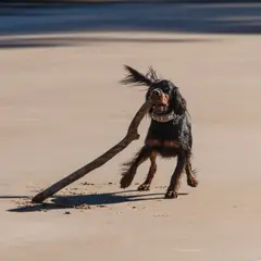 Setter Gordon - Foto 8