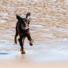 Setter Gordon - Foto 9