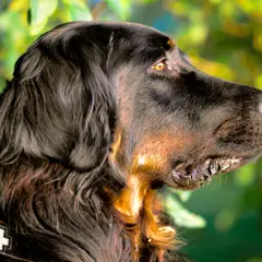 Setter Gordon - Foto 10
