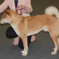Shikoku - Foto 2
