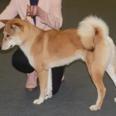 Shikoku - Foto 3