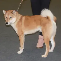 Shikoku - Foto 4