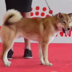 Shikoku - Foto 6