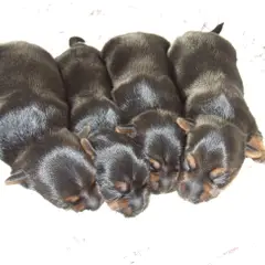 Silky Terrier - Photo 1