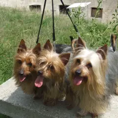 Silky Terrier - Photo 2