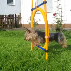 Silky Terrier - Photo 3