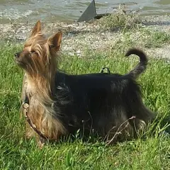 Silky Terrier - Photo 5