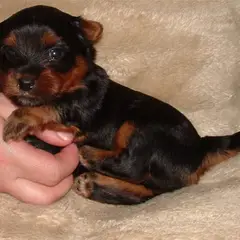 Silky Terrier - Photo 9