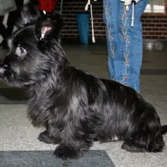 Skye Terrier - Photo 1