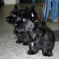 Skye Terrier - Photo 2