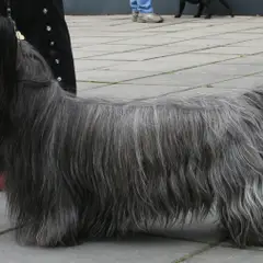 Skye Terrier - Photo 3
