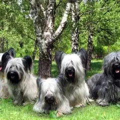 Skye Terrier - Photo 4