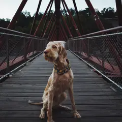 Spinone Italiano - Foto 2