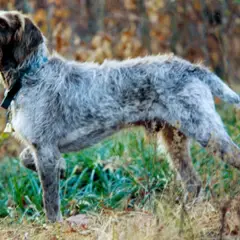 Spinone Italiano - Foto 4