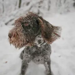 Spinone Italiano - Foto 5