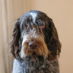 Spinone Italiano - Foto 6