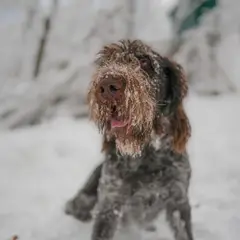 Spinone Italiano - Foto 7