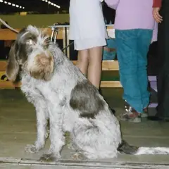 Spinone Italiano - Foto 8