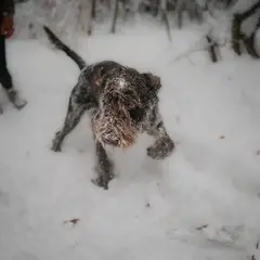 Spinone Italiano - Foto 9