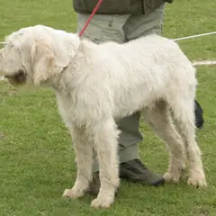 Spinone Italiano - Foto 11