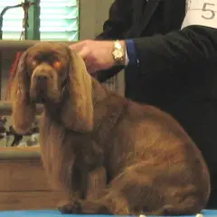Sussex-Spaniel - Photo 3