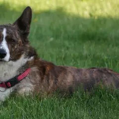 Welsh Corgi Cardigan - Foto 3