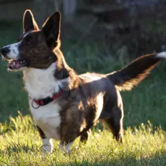 Welsh Corgi Cardigan - Foto 4