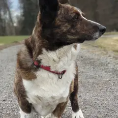 Welsh Corgi Cardigan - Foto 5