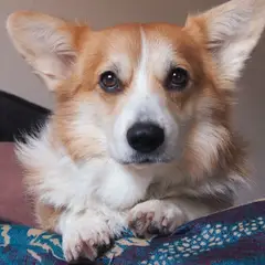 Welsh Corgi Pembroke - Photo 1