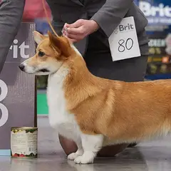 Welsh Corgi Pembroke - Photo 2