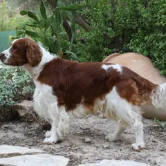Welsh Springer Spaniel - Foto 1