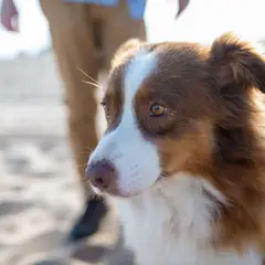 Welsh Springer Spaniel - Foto 3