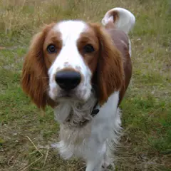 Welsh Springer Spaniel - Foto 4