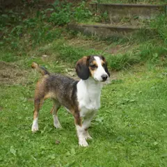 Basset de Westphalie - Photo 3