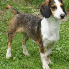 Basset de Westphalie - Photo 5