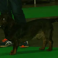 Basset delle Alpi - Foto 2