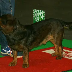Basset delle Alpi - Foto 3