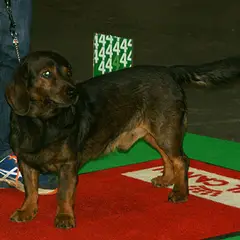 Basset delle Alpi - Foto 4