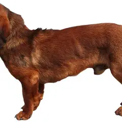 Basset delle Alpi - Foto 5