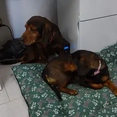 Basset delle Alpi - Foto 6