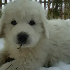 Polish Tatra Sheepdog - Photo 2