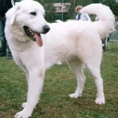 Polish Tatra Sheepdog - Photo 3