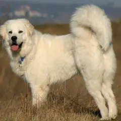 Polish Tatra Sheepdog - Photo 4