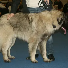 Joegoslavische herdershond - Foto 2