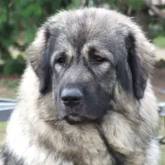 Joegoslavische herdershond - Foto 5
