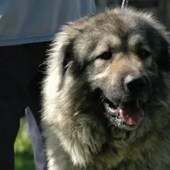 Joegoslavische herdershond - Foto 6